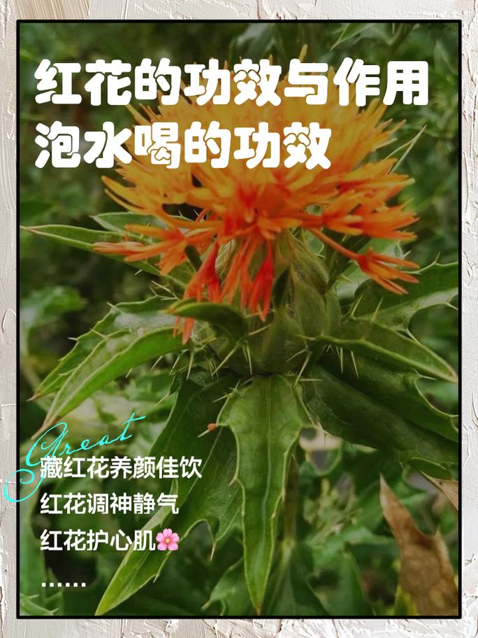 红花是什么生肖:红花是什么生肖正确答案