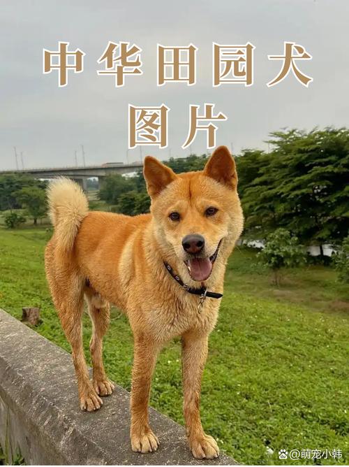 “土生土长地上草”打一准确生肖的简单介绍