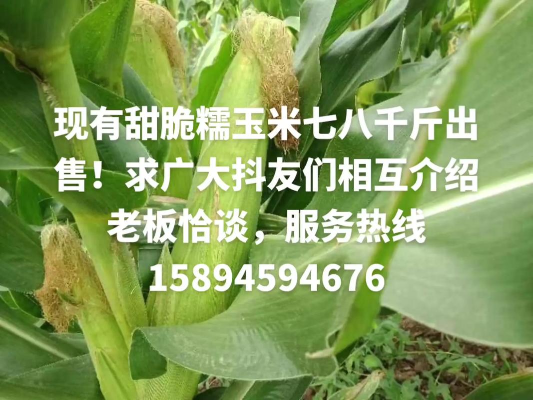 近期宣化贾家营玉米多少钱一斤的简单介绍