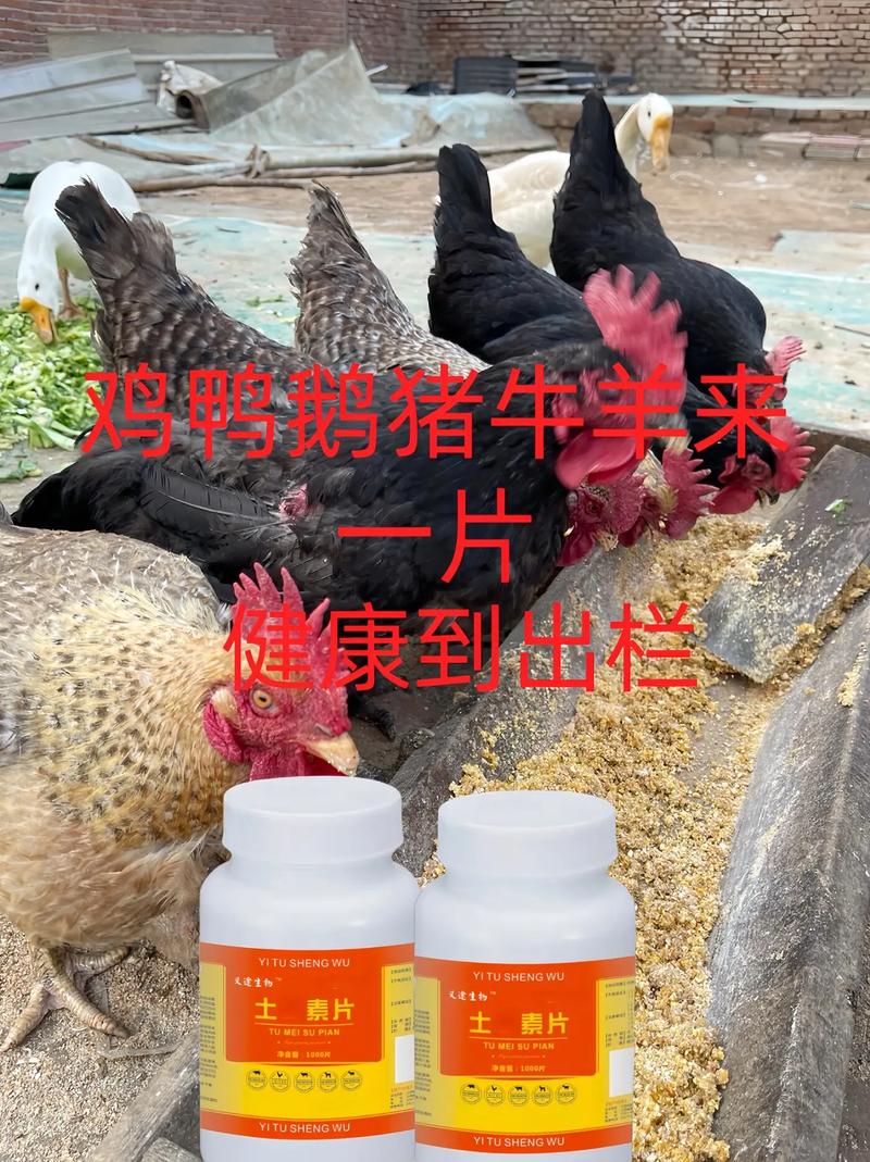 今期牛羊有希望准确答案:今期牛羊争一奖是什么意思