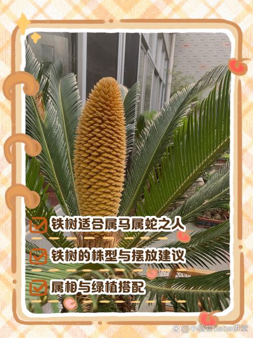 铁树发芽开金花指什么生肖数字的简单介绍