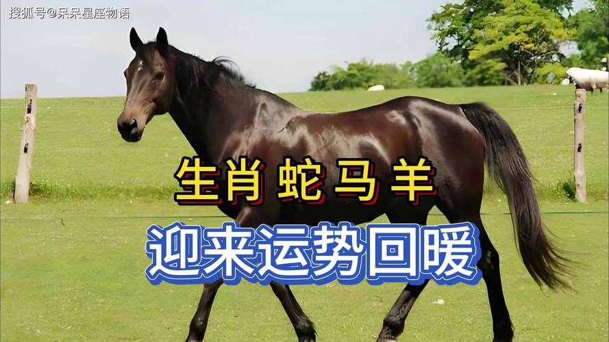 什么生肖跑得最快:什么生肖跑得最快的动物