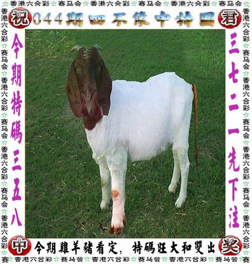 今期四不像图2021今天:今期四不像图玄机003期19216801