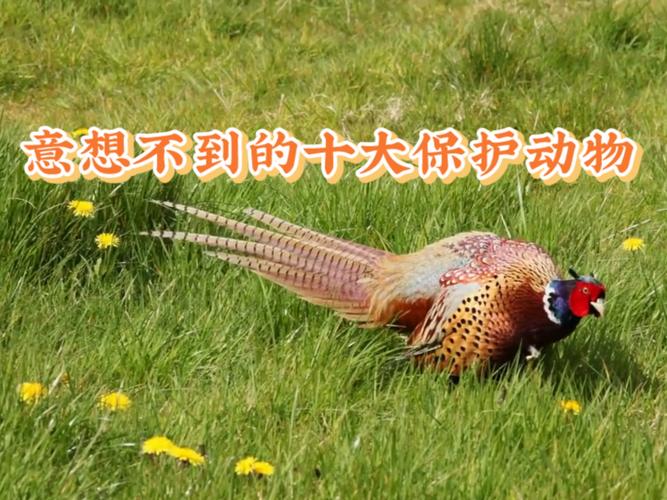 包含草木旺盛一片天打一最佳动物的词条