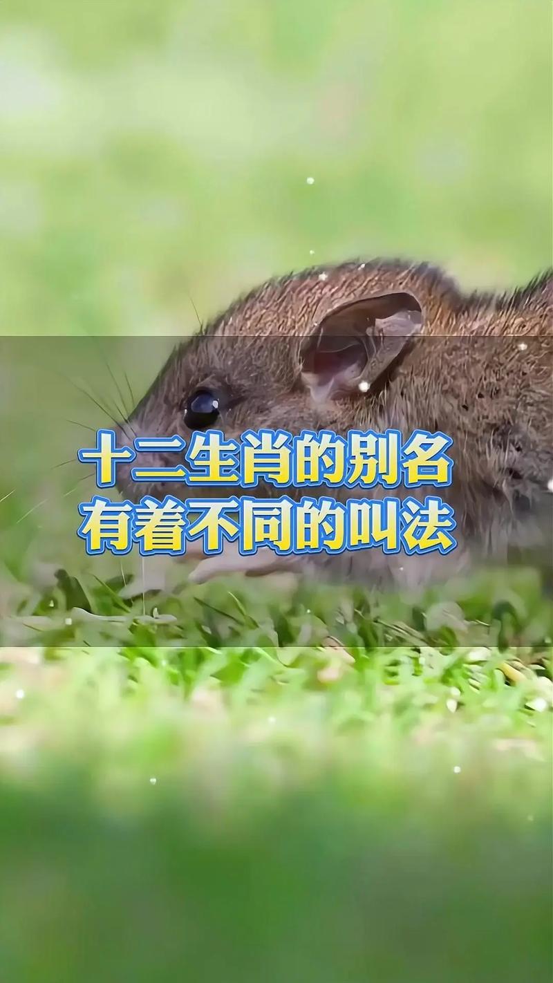 什么生肖发金光出山林:发金光的生肖是什么生肖