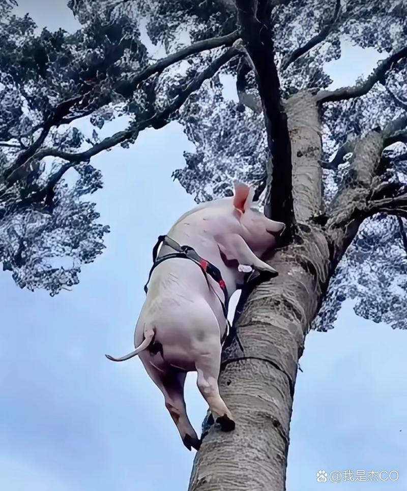 母猪遇险打一准确动物:母猪上树有可打一动物生肖