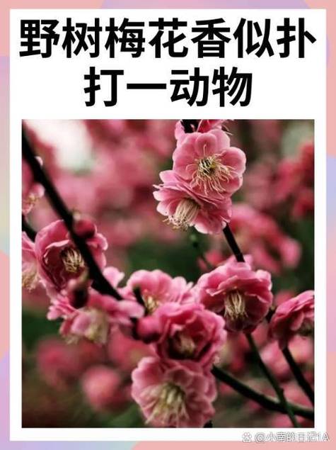 关于“梅花三月二度开”打一正确的生肖的信息