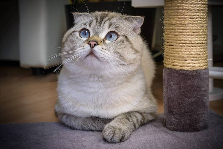 噩梦难度的仿真纸飞机:折耳猫怎么养才能不发病