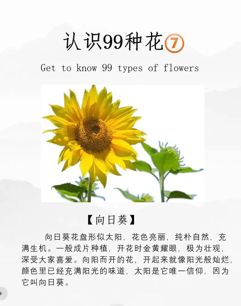什么是天然的指南针:向日葵为什么是天然的指南针