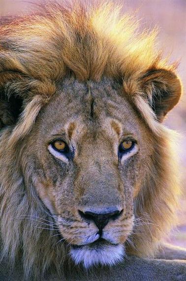 lion是哪个国家的:lion是哪个国家的国宝