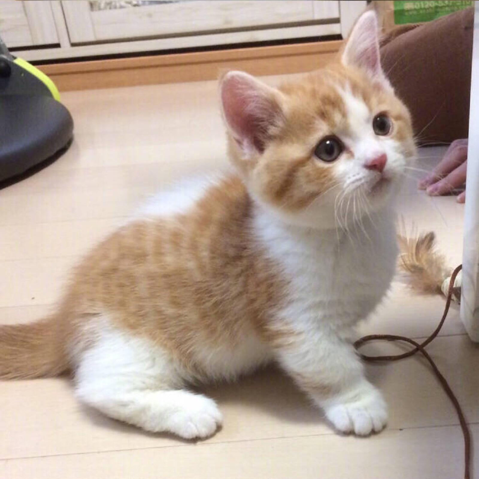包含猫咪社区官网址一的词条