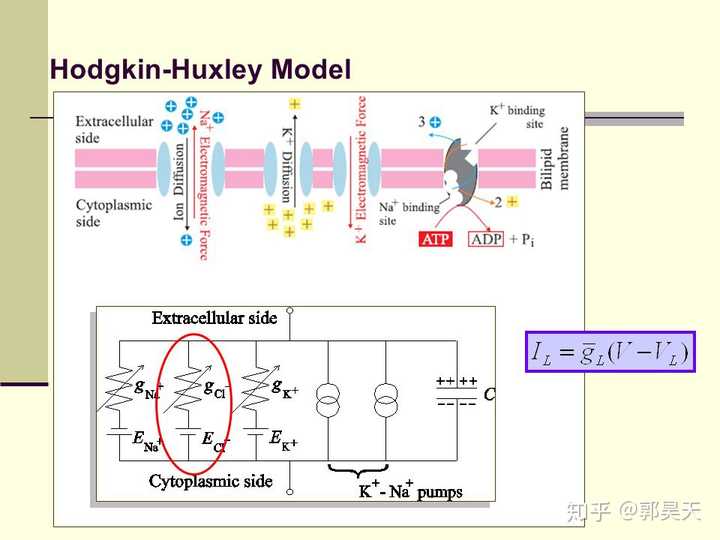 TG在生物化学中是什么意思的简单介绍