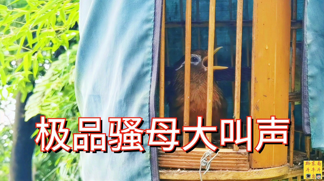 电报声音的叫声_电报声音是怎么发的