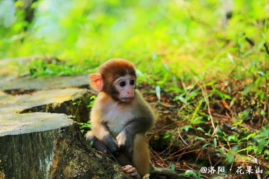 花果山电报猴原视频无消音_花果山电报猴原视频无消音配音秀