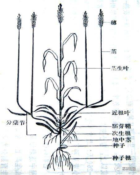 麦子钱包可以购买usdt吗_麦子钱包的USDT被别人转走了