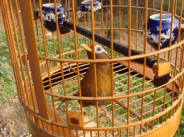 画眉鸟发电报声音_画眉鸟电报滴滴叫声