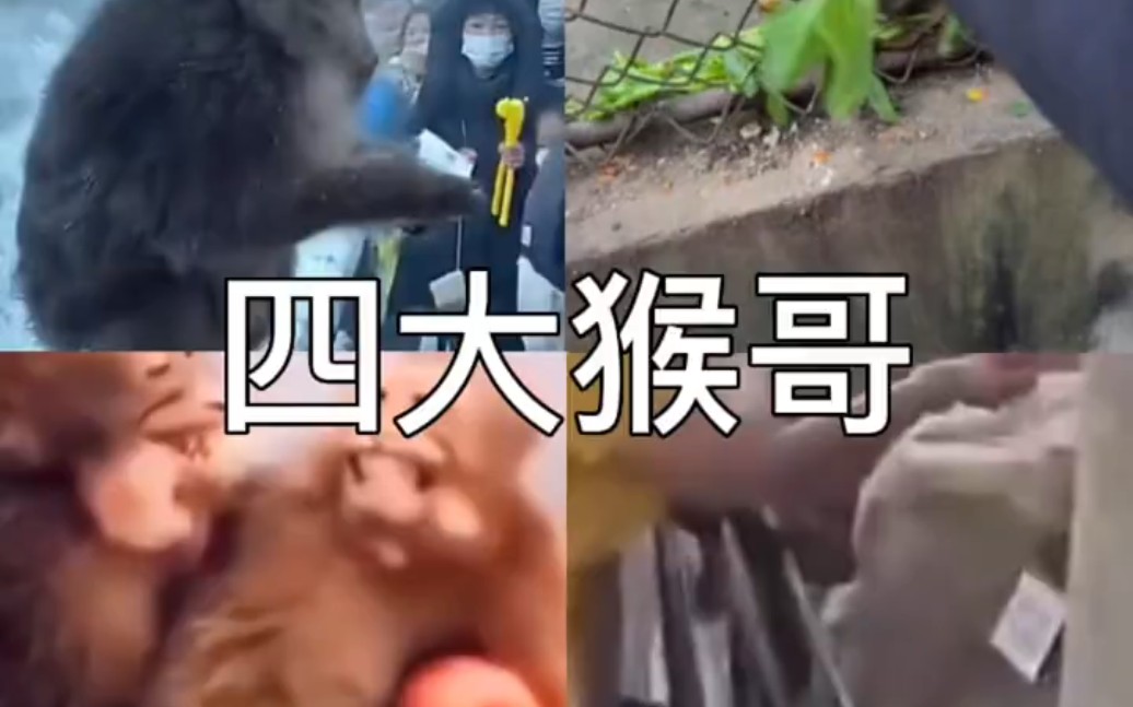 关于电报猴原视频完整版的信息