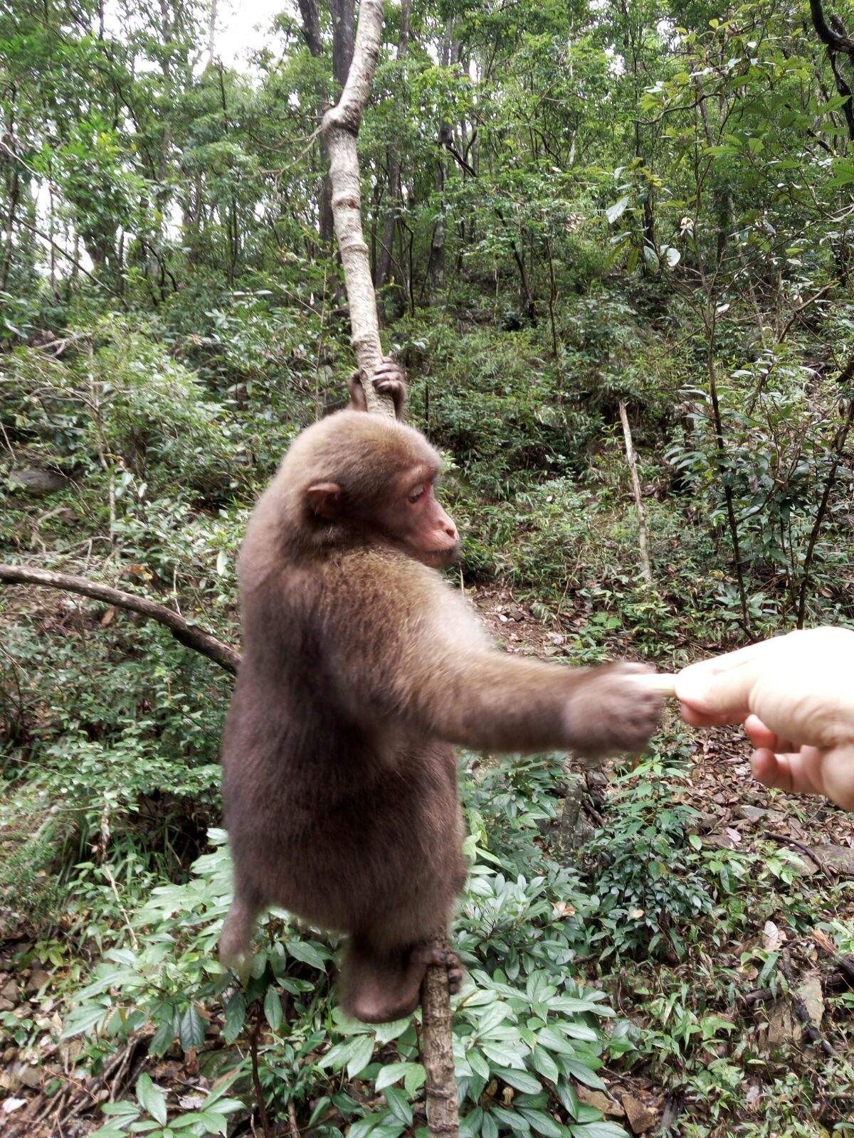 花果山电报猴_花果山电报猴表情包