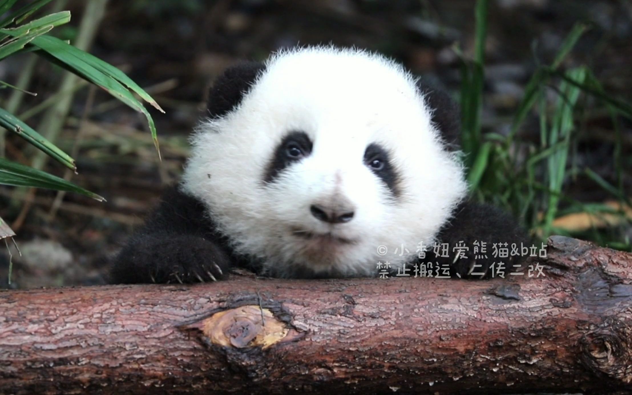 狐狸是哪国的国宝_狐狸是哪国的国宝动物