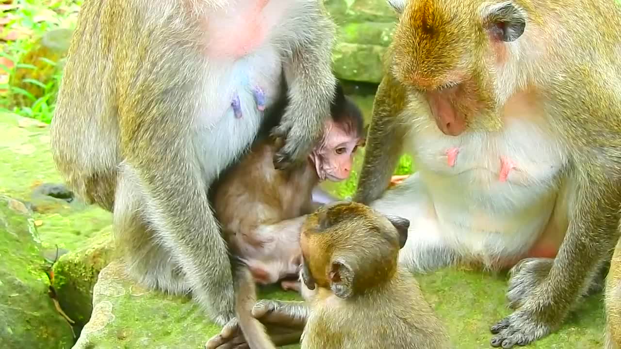 包含电报猴原视频在哪里看的词条