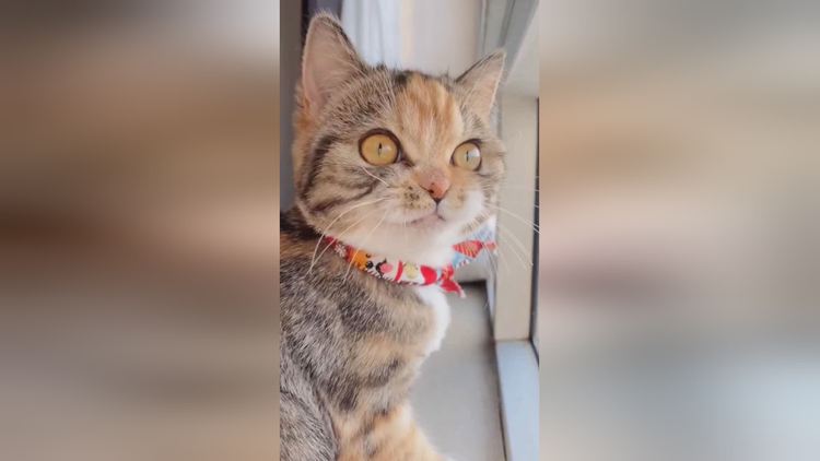 小猫发电报是什么意思_猫咪像发电报一样叫什么意思