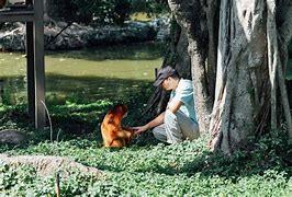 猴子电报员作者_猴子电报员无消音