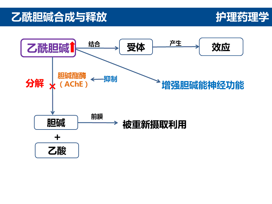 药理学TG是什么_药理t12的意义
