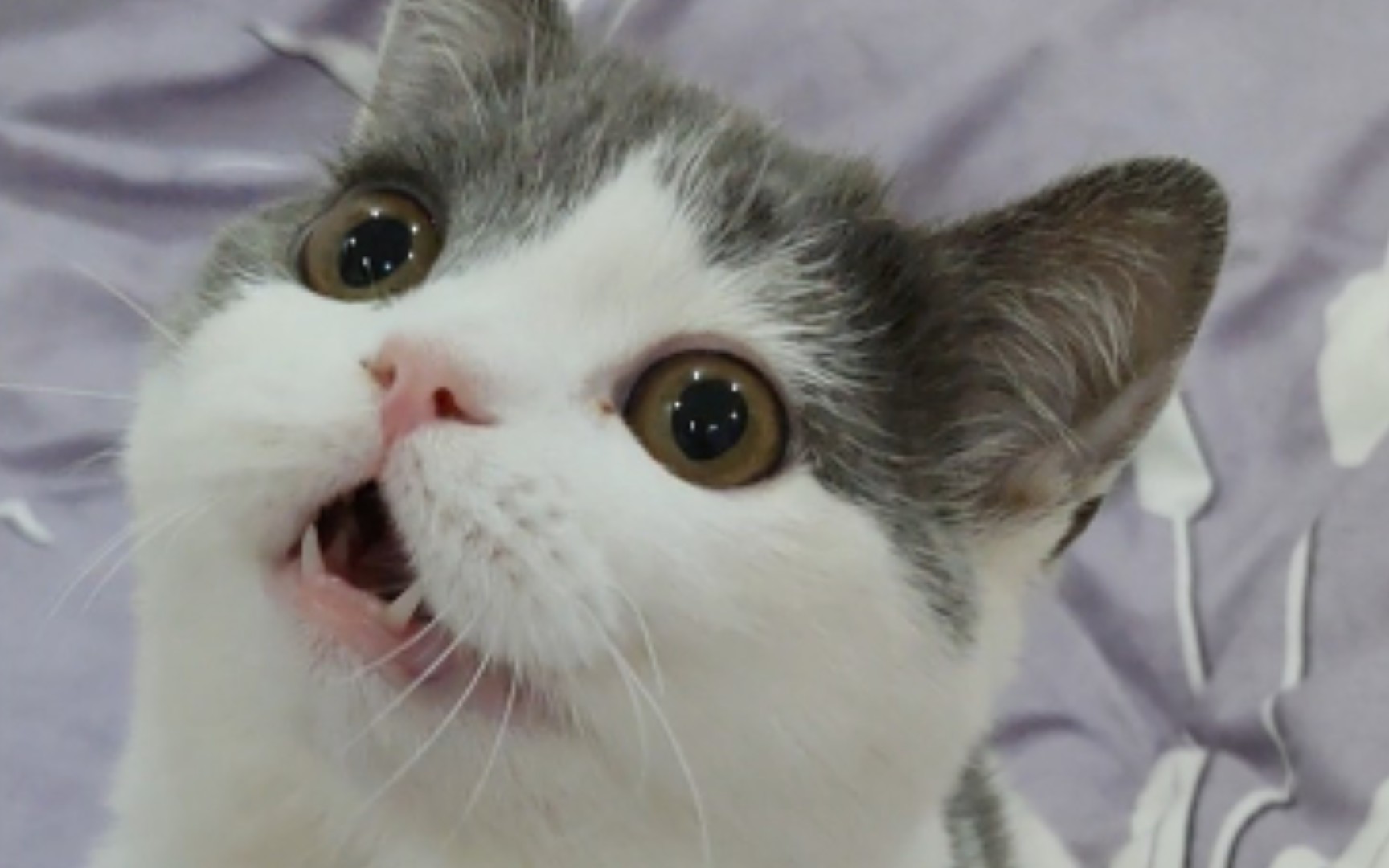小猫发电报是什么意思_小猫呼噜呼噜响是什么意思