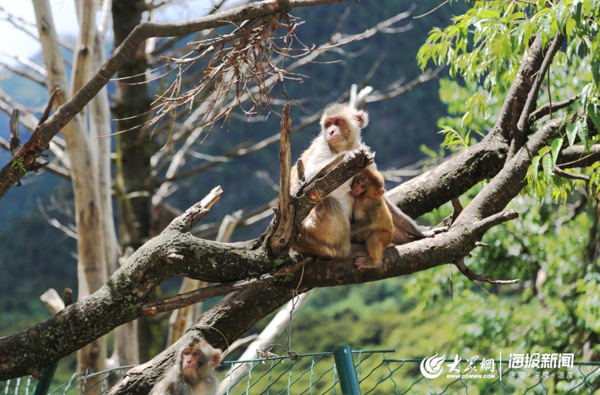 花果山电报猴原视频无消音_花 果 山 电 报 员