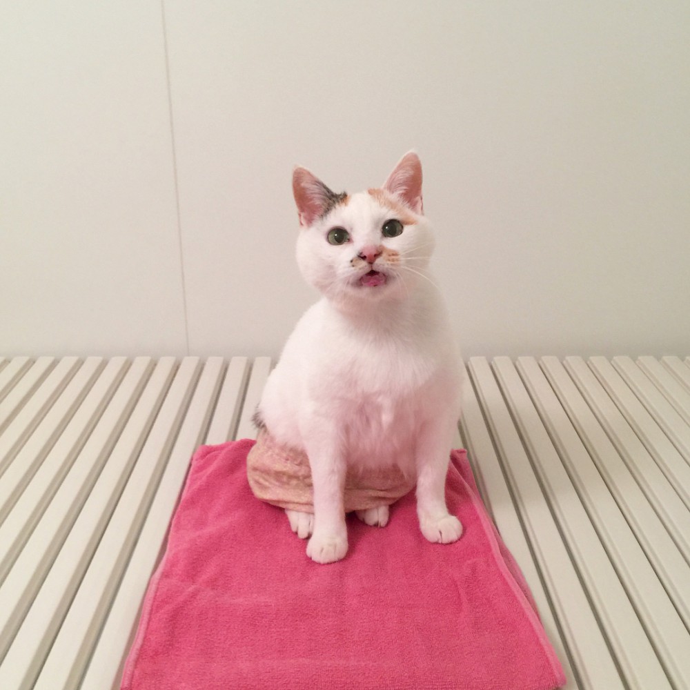 猫咪新皮肤_猫咪新皮肤图片