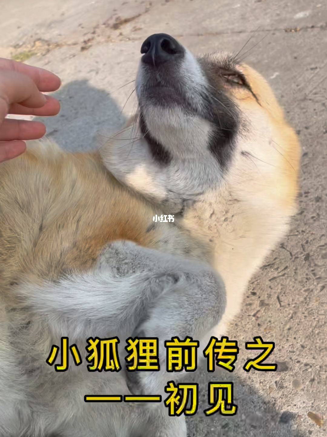 小狐狸app剪辑教程最新版本_小狐狸app剪辑教程最新版本是什么