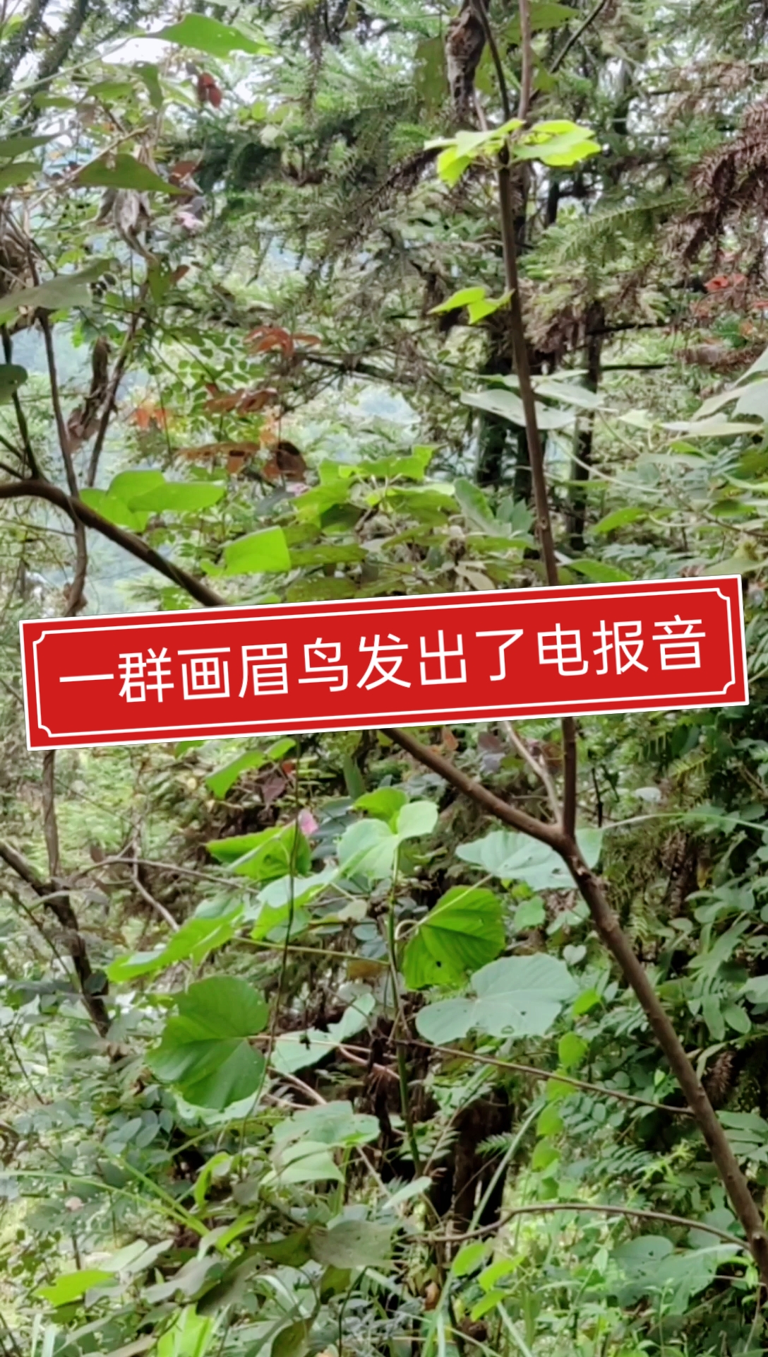 骂人电报声音铃声mp3_视频骂人怎么剪成电报声音