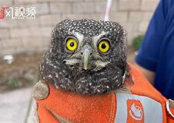包含猫头鹰电报员表情包的词条
