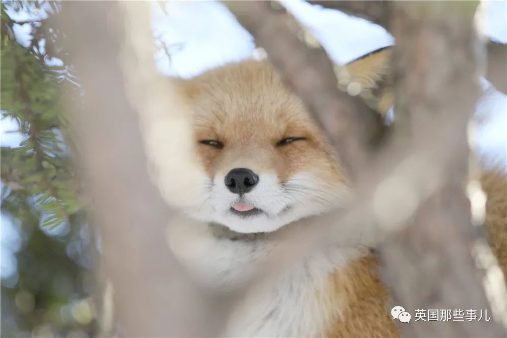 小狐狸_小狐狸英语启蒙