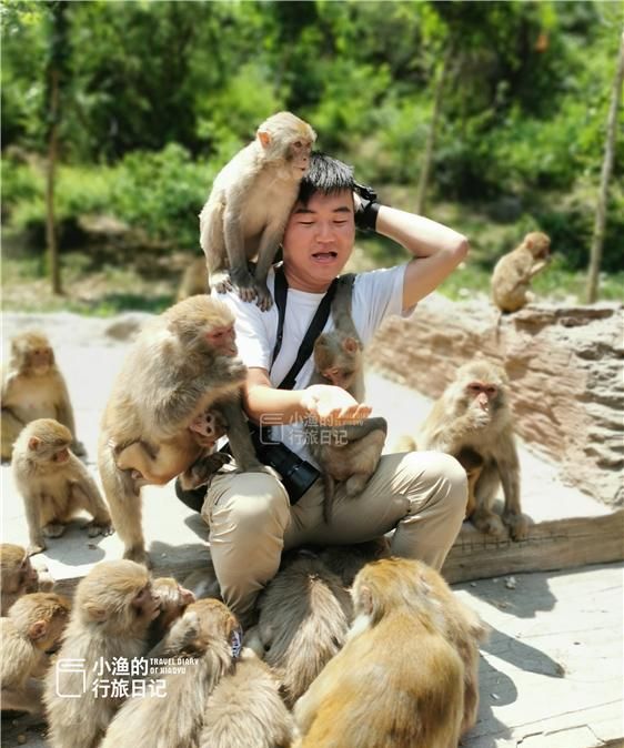 电报猴骂师傅原视频的简单介绍