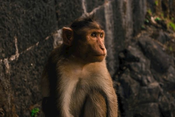 关于电报猴网易原视频的信息