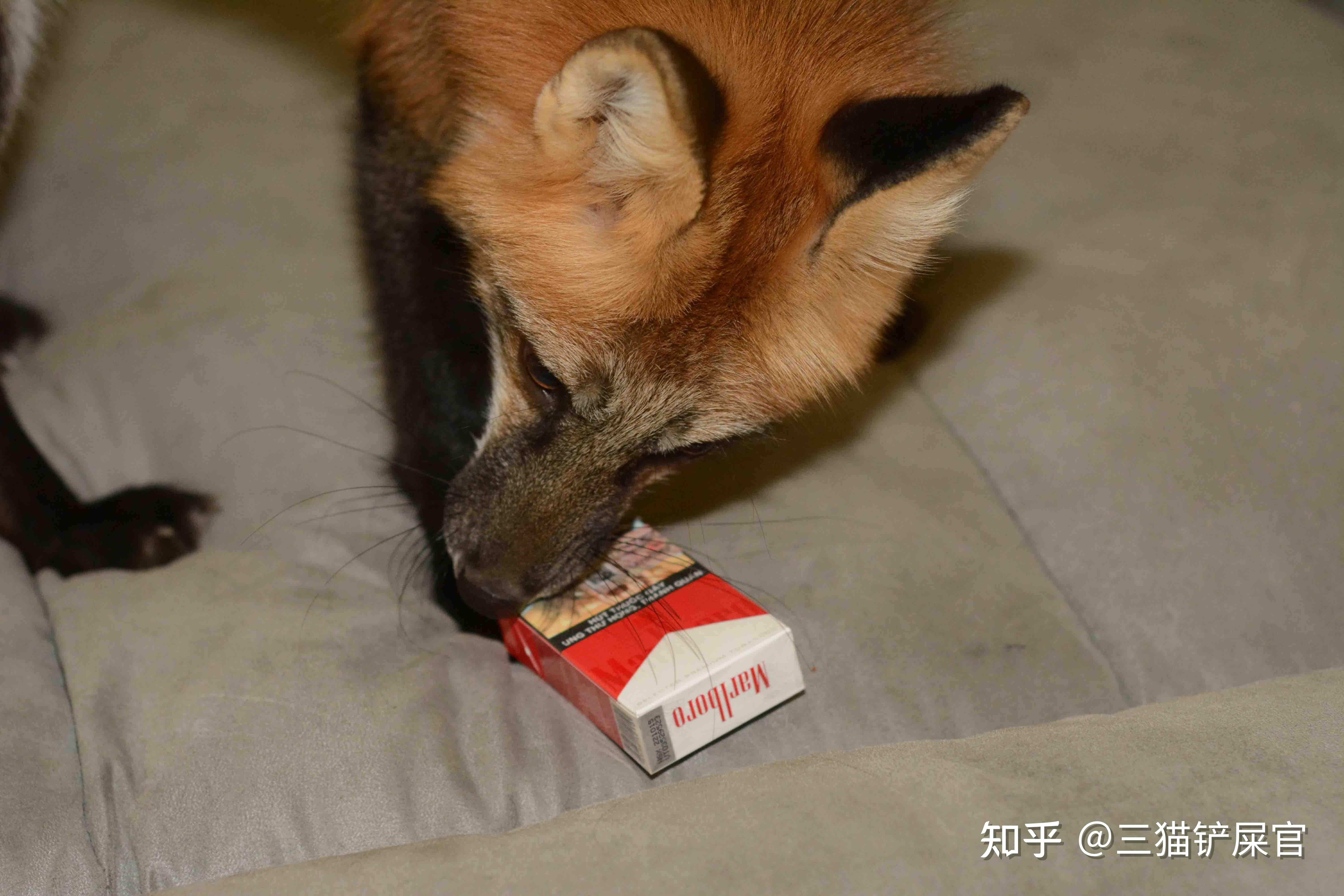 小狐狸钱包安全吗可靠吗知乎文章_小狐狸钱包安全吗可靠吗知乎文章免费