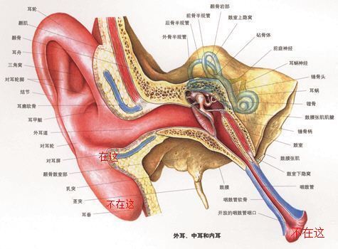 耳朵老是听见类似于电报的声音_耳朵老是听见类似于电报的声音是什么病
