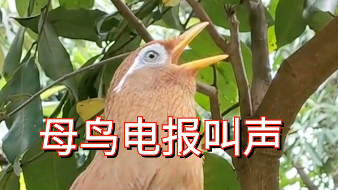 电报猴子原视频无消音的的简单介绍