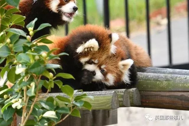 熊猫赌博违法吗、熊猫麻将是赌博吗