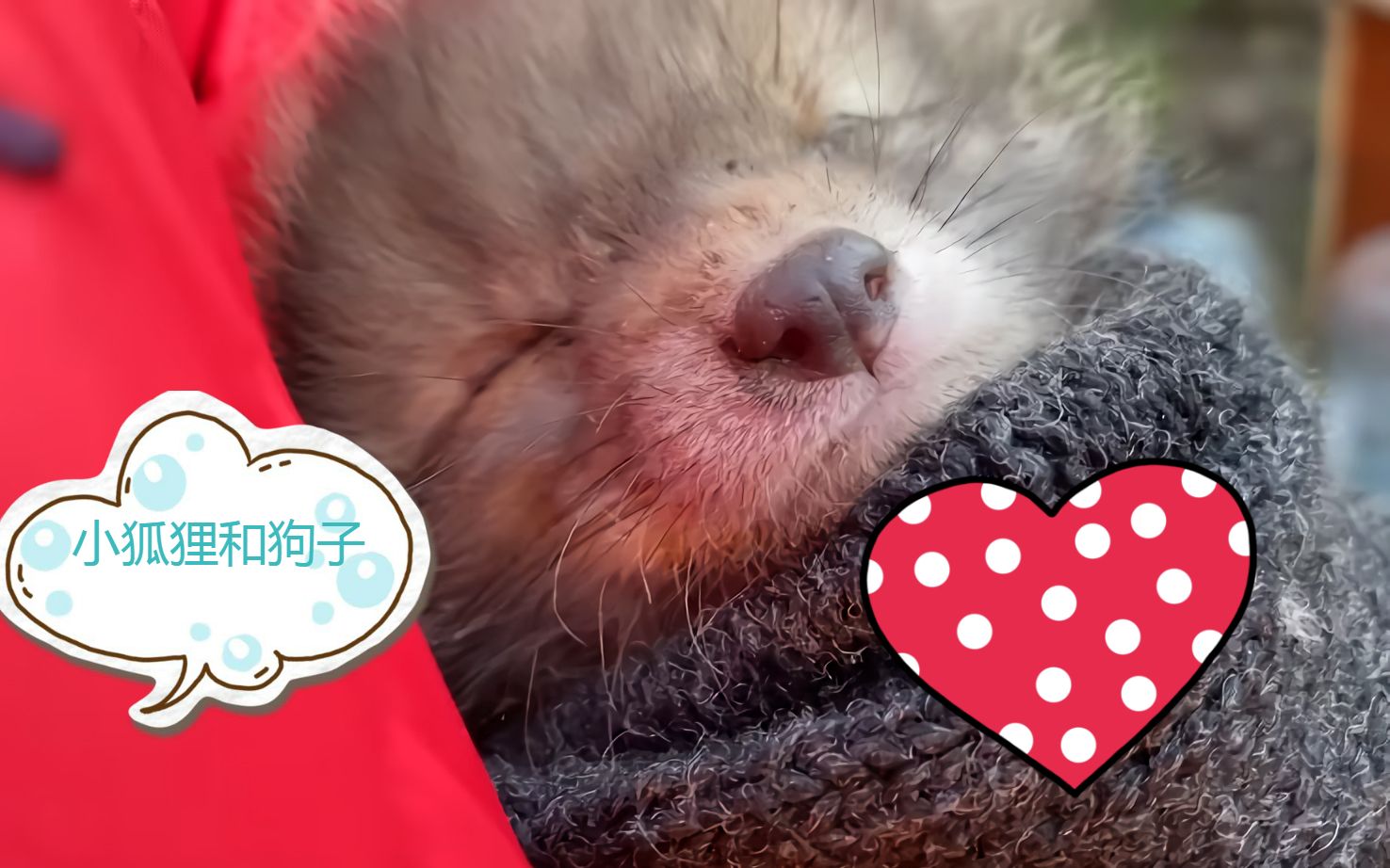 小狐狸新版本、小红帽怎么下载安装