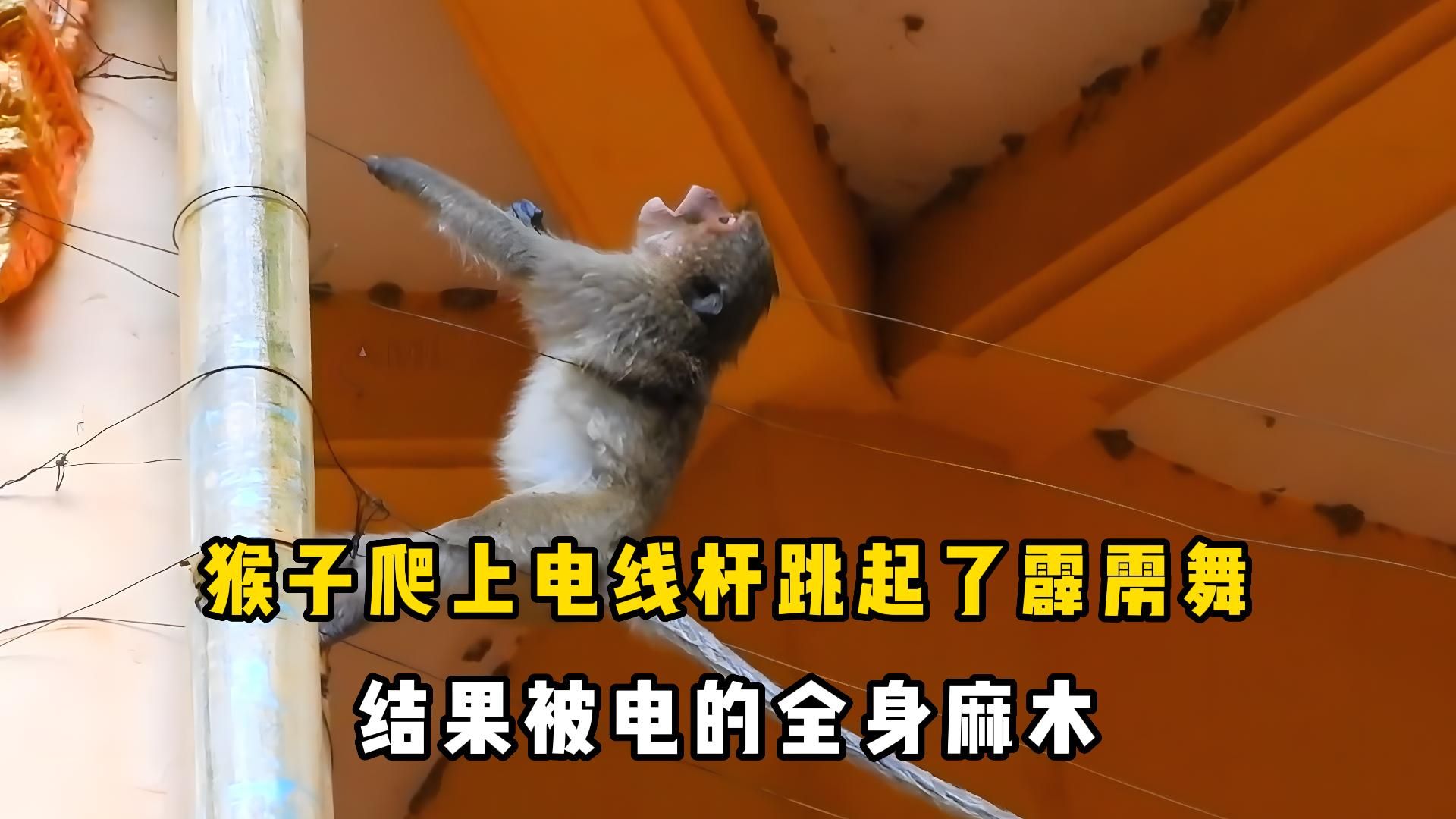 花果山电报猴视频无消音、花 果 山 电 报 员