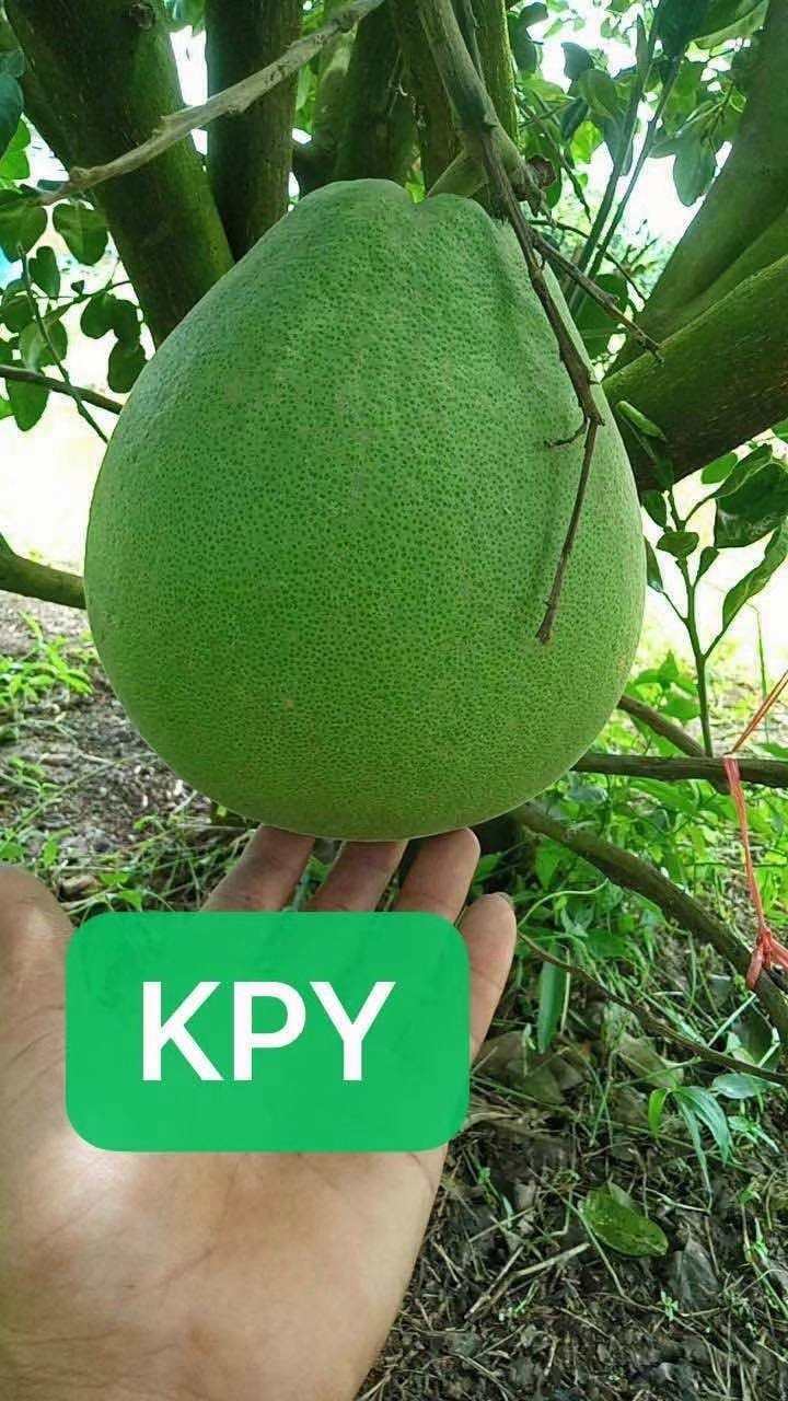 柚子扫码授权平台，飞鱼短信验证码平台