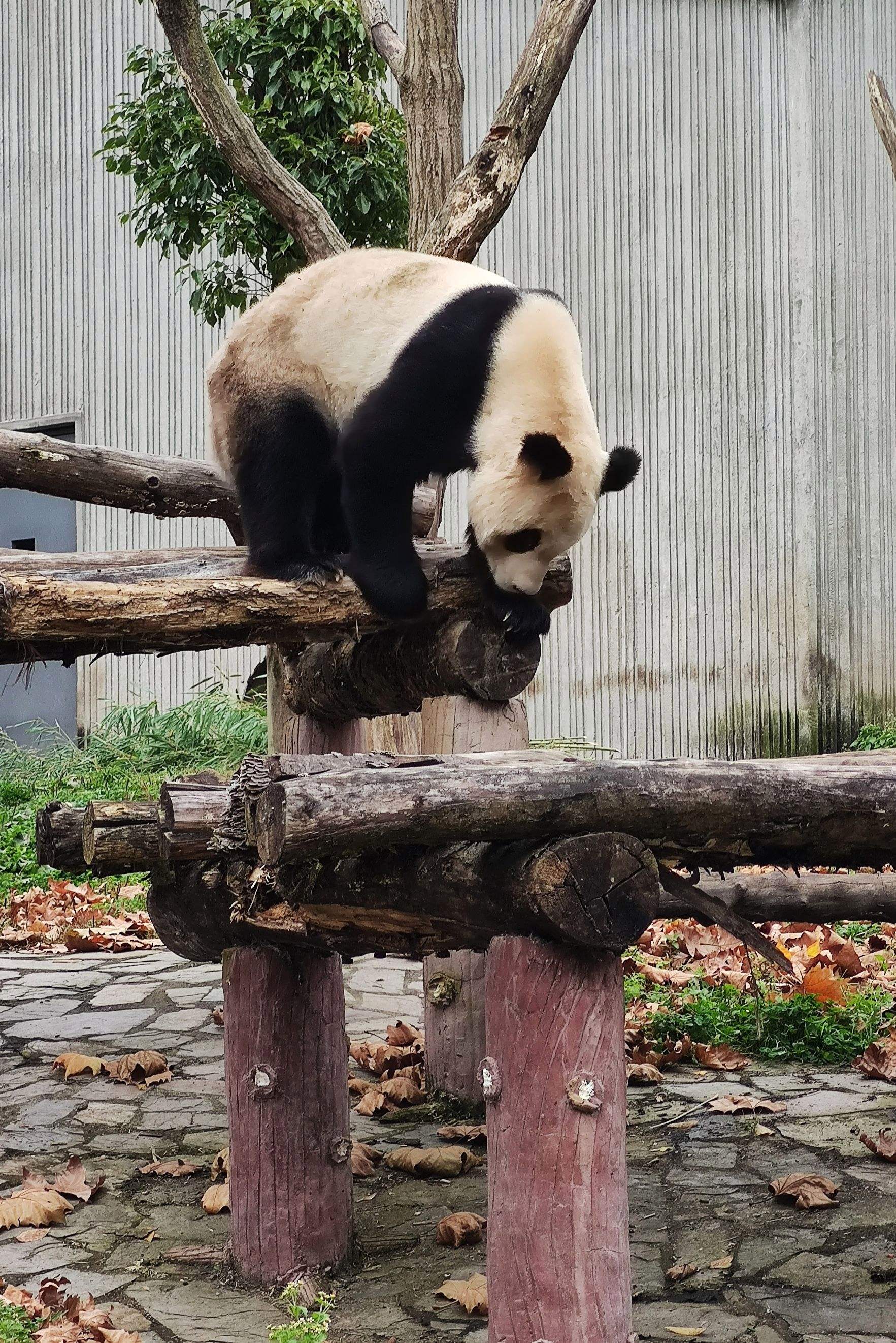 梯子panda，梯子加速器app