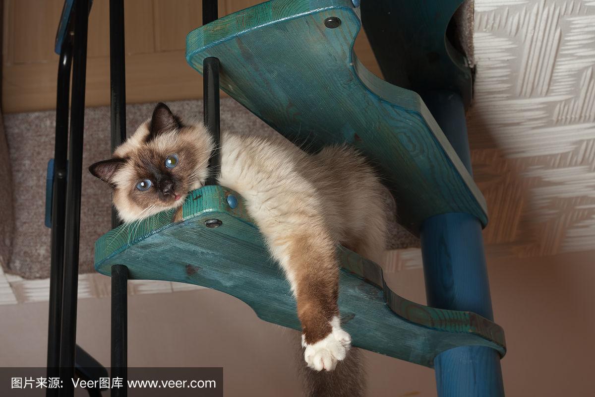 猫猫云官网梯子，熊猫加速器2024最新版