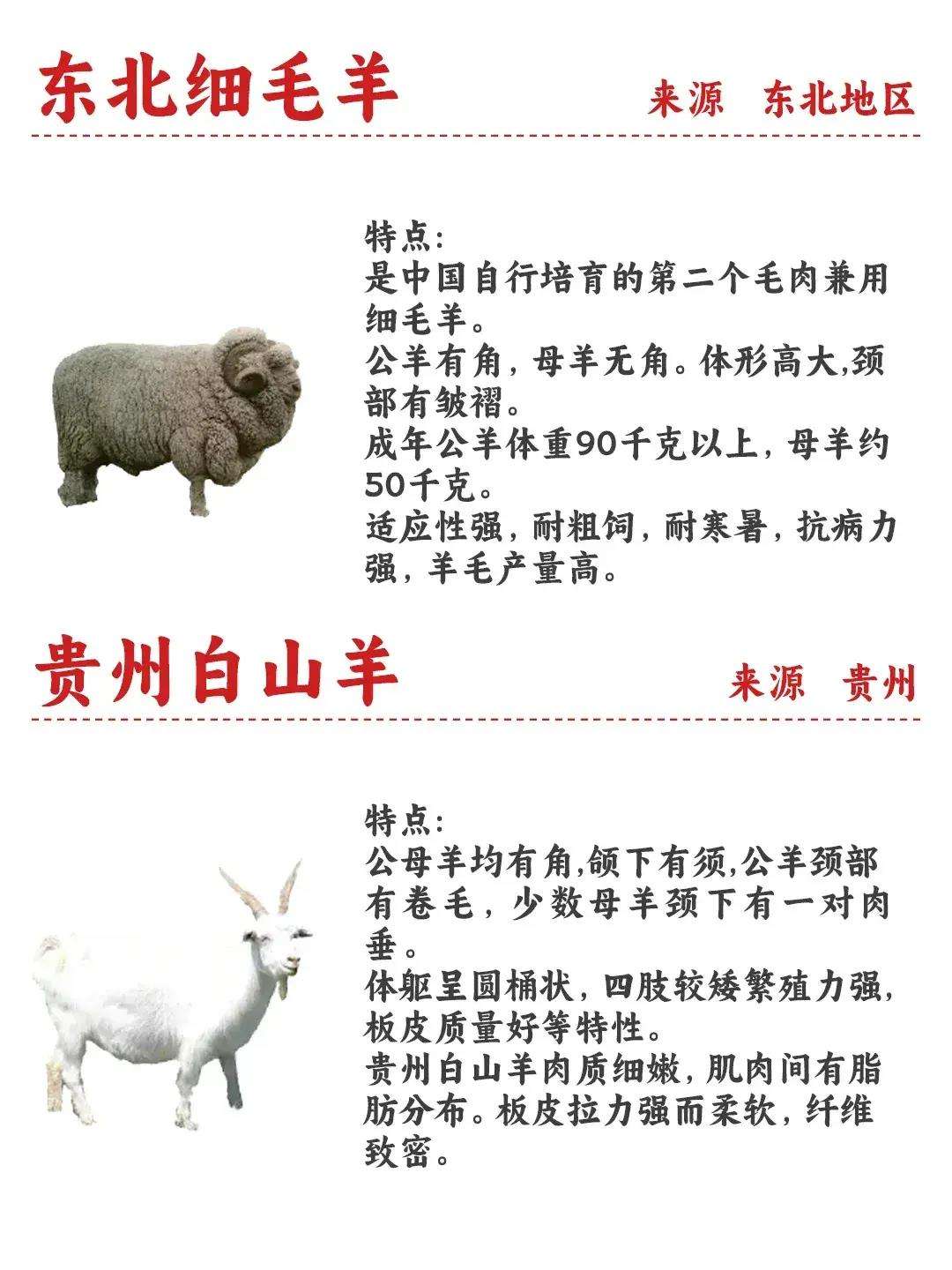 细羊的意思,细羊捉玄机猜一动物