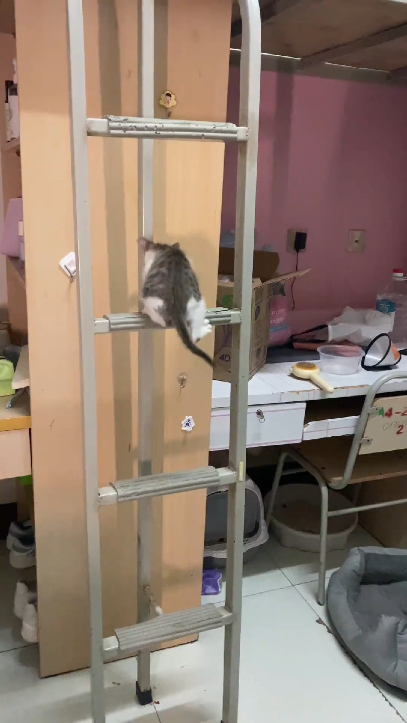樱花猫梯子,樱花猫vqn加速
