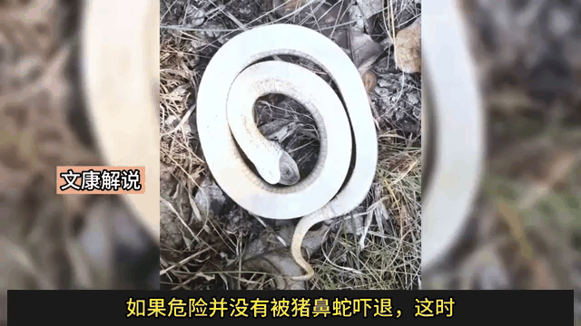 三条蛇仔缠大猪打正确一肖,三条蛇仔缠大猪,生逢闰四初十口