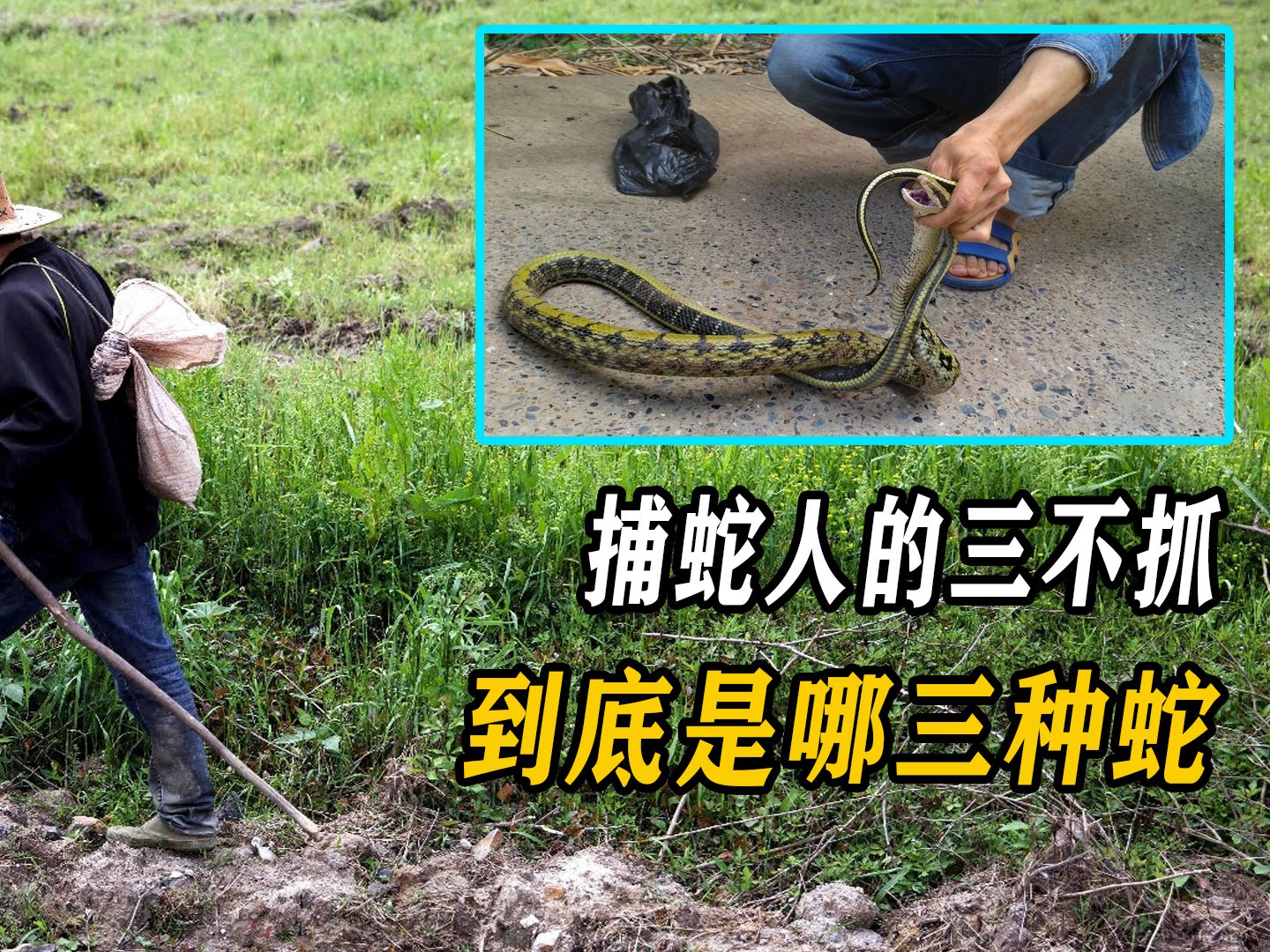 三条小母蛇打一最佳动物,三条蛇仔缠大猪打一准确生肖