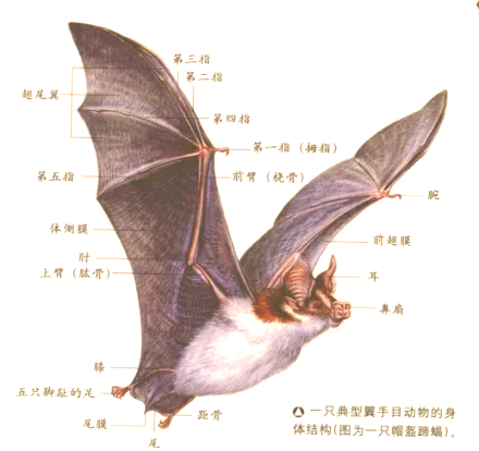 蝙蝠读音,蝙蝠读音怎么写
